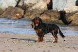 KING CHARLES SPANIEL 068